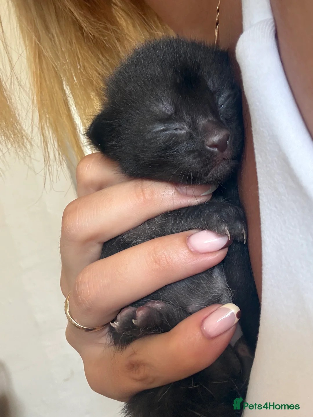 Mixed Breed cats for sale: 6 beautiful kittens - Advert 2
