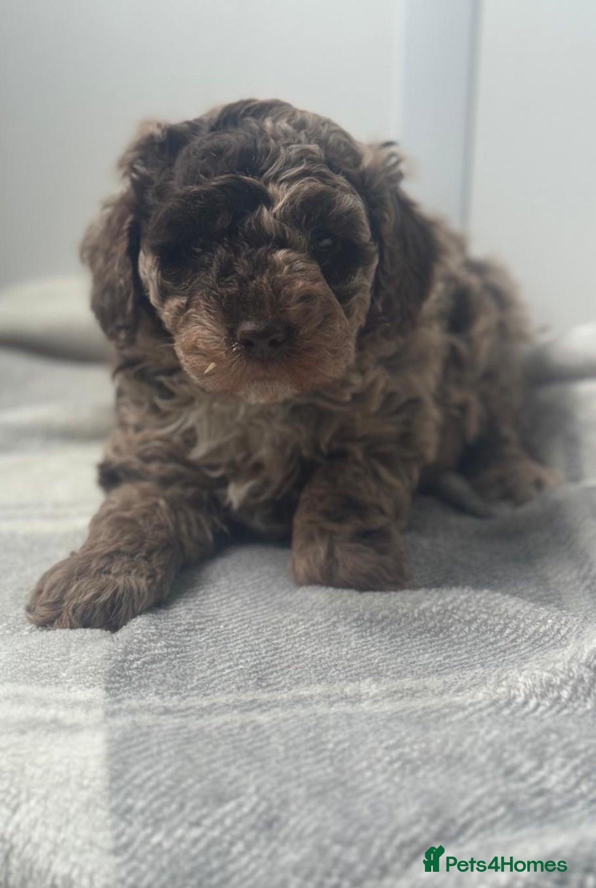 Cavapoo dogs for sale: F1b chocolate merle cavapoo puppy - Advert 12