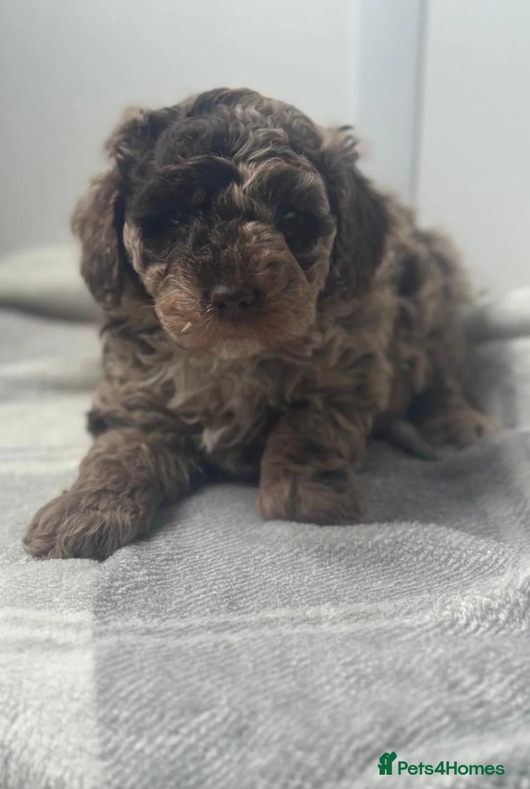 Cavapoo dogs for sale: F1b chocolate merle cavapoo puppy - Advert 6