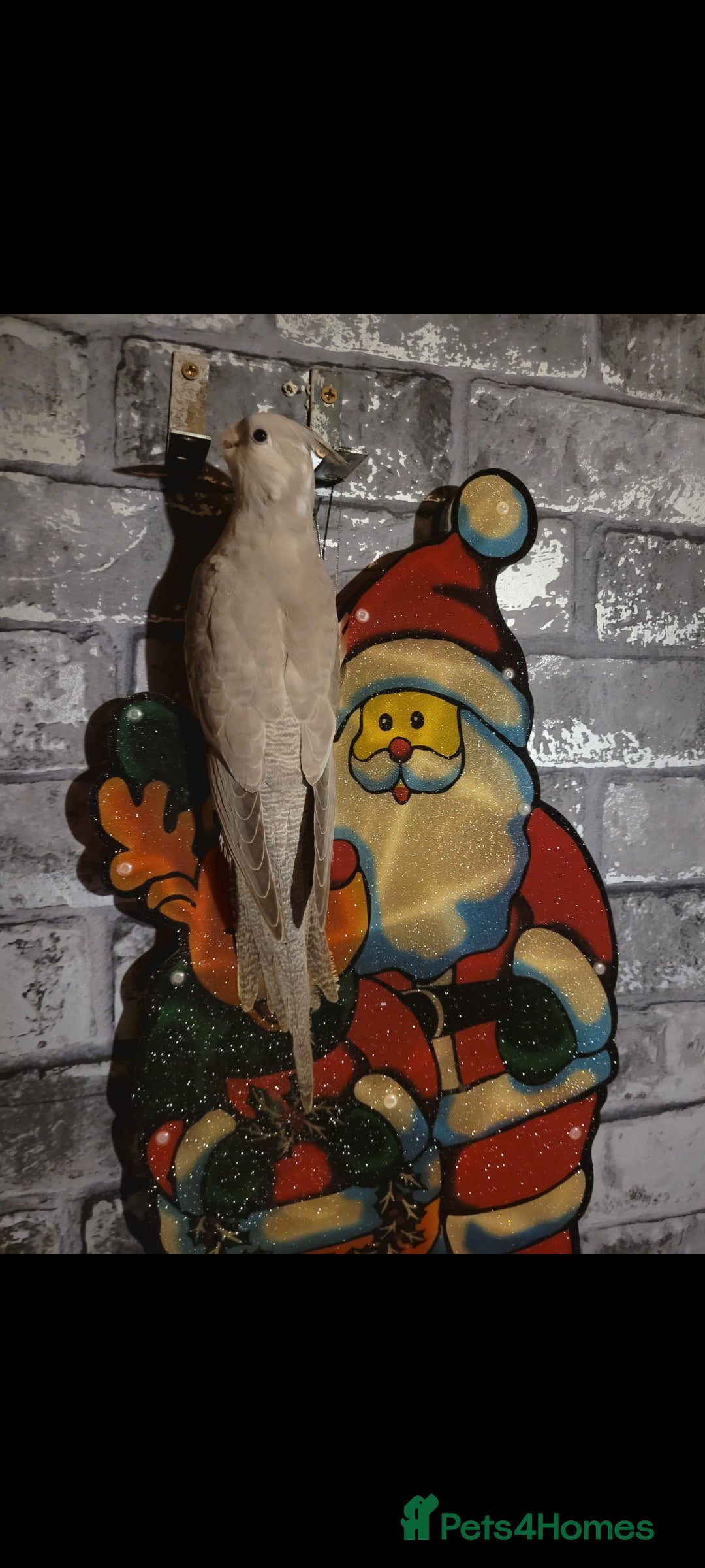 Cockatiels birds for sale: Male cockatiel  - Advert 3