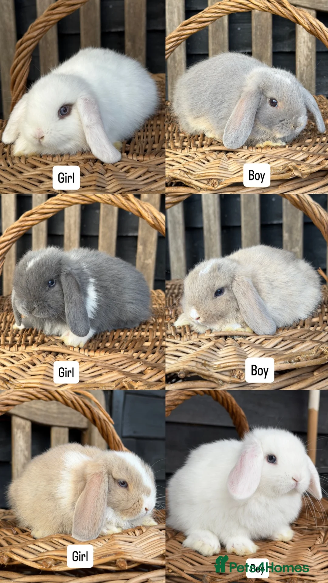Mini Lop rabbits for sale: Pedigree White Blue Eyed (BEW) - mini lop bunnies - Advert 2