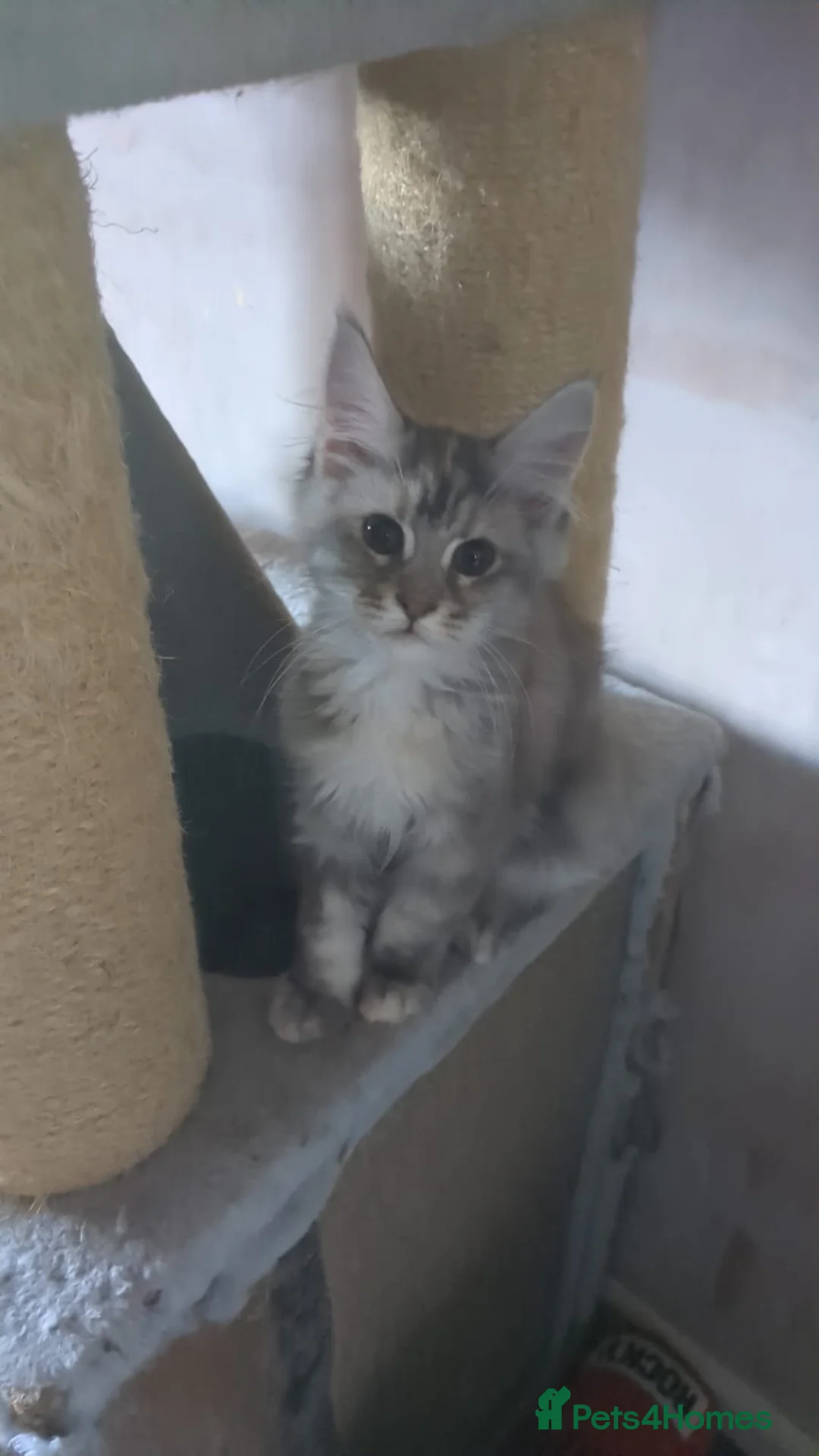 Maine Coon cats for sale: Stunning Blue Smoke Tortie Female MaineCoon Kitten - Advert 4
