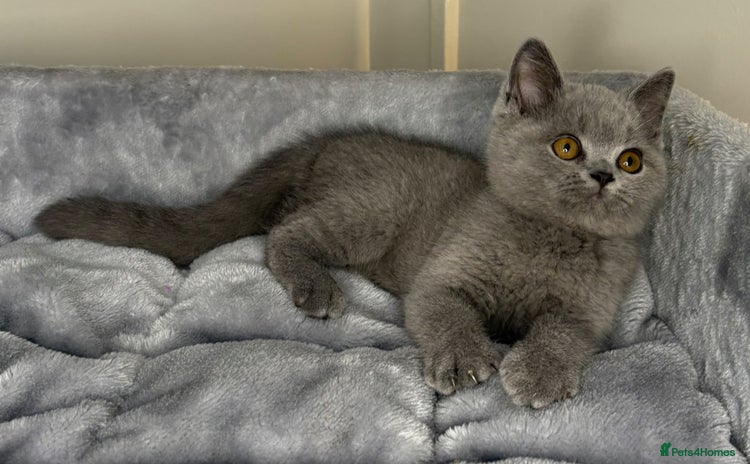 British Shorthair cats - Advert 16