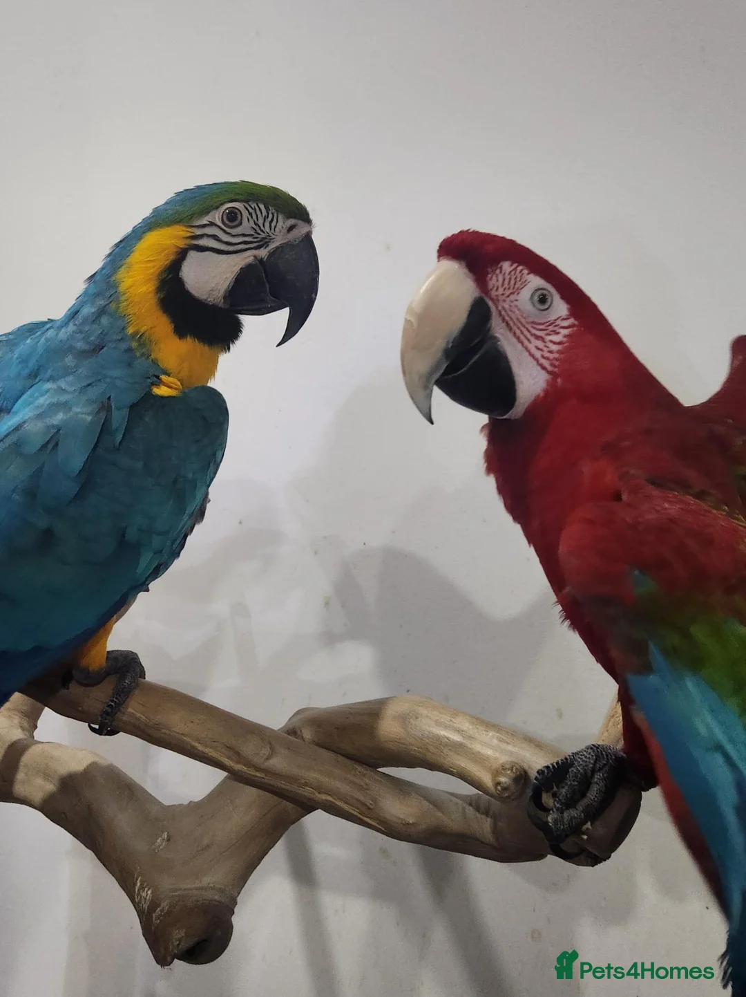 Macaws birds for sale: Handreared silly tame macaws. - Advert 2