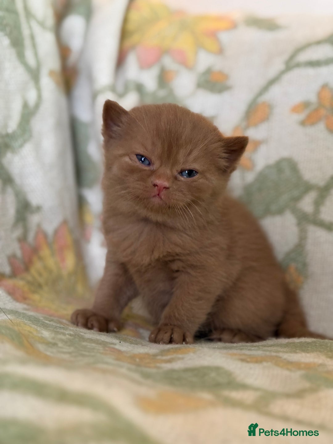 British Shorthair cats for sale: Beautiful GCCF and TICA reg British Shorthair  - Advert 24