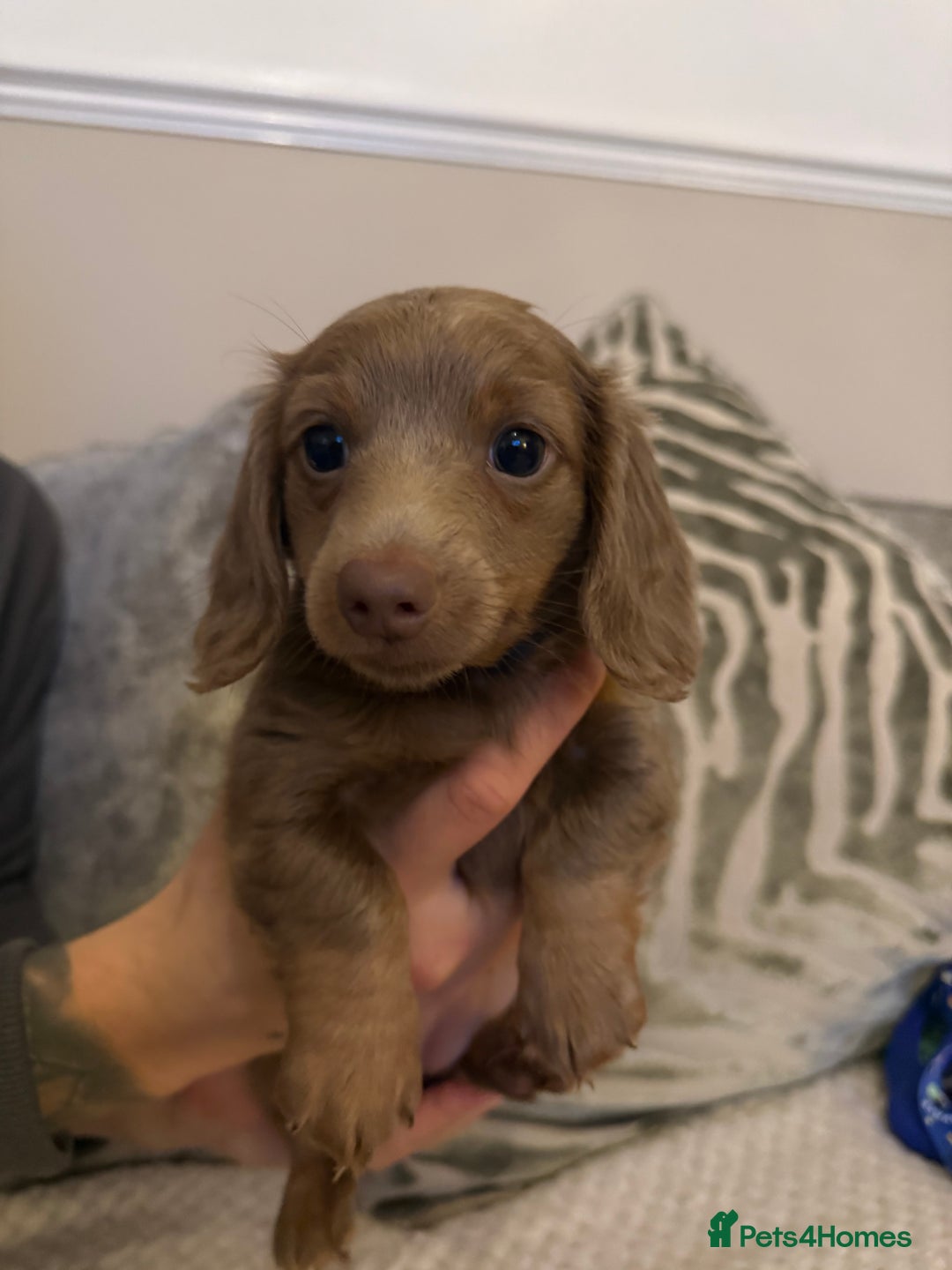 Miniature Dachshund dogs for sale: KC long haired Isabella &tan miniature dachshund - Advert 3