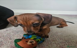 Miniature Dachshund dogs for sale: Beautiful Miniature Dauchund Puppies 💙❤️❤️❤️ in March - Image 11