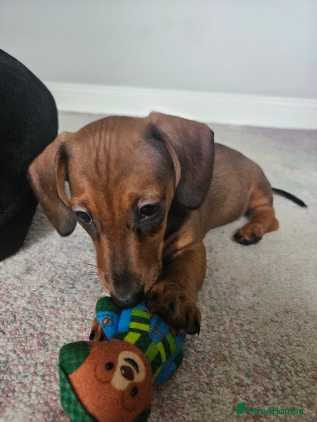 Miniature Dachshund dogs for sale: Beautiful Miniature Dauchund Puppies 💙❤️❤️❤️ in March - Image 11
