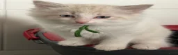 Ragdoll cats for sale: 2 beautiful playful ragdoll kittens  - Advert 2
