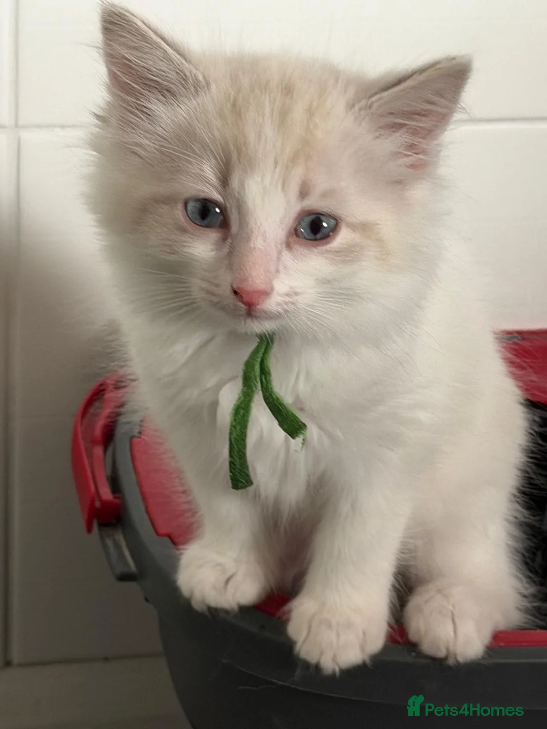 Ragdoll cats for sale: 2 beautiful playful ragdoll kittens  - Advert 2