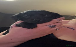 Mixed Breed dogs for sale: Labrador X Yorkshire terrier  - Image 12