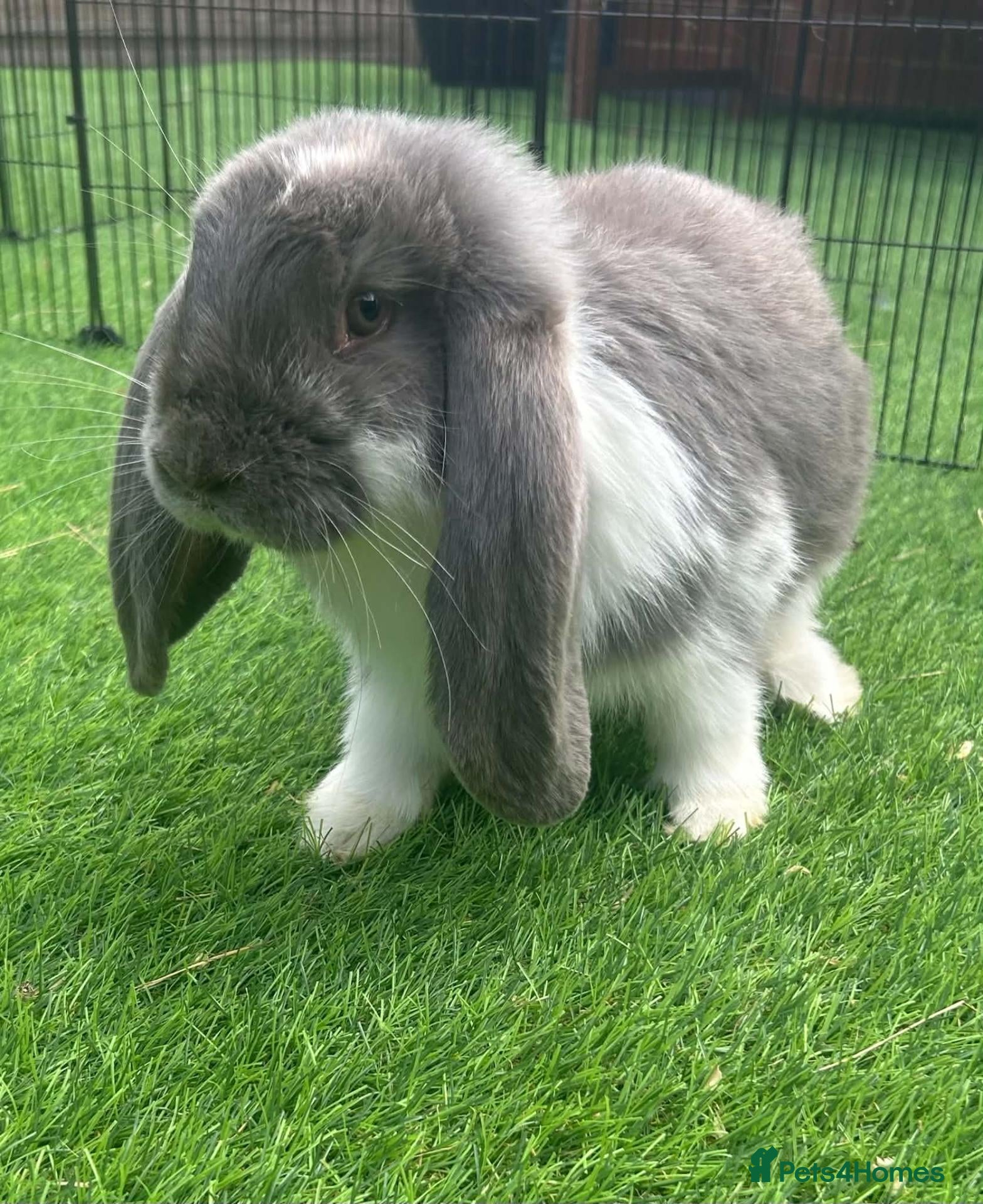 French Lop rabbits French lop - Advert 1