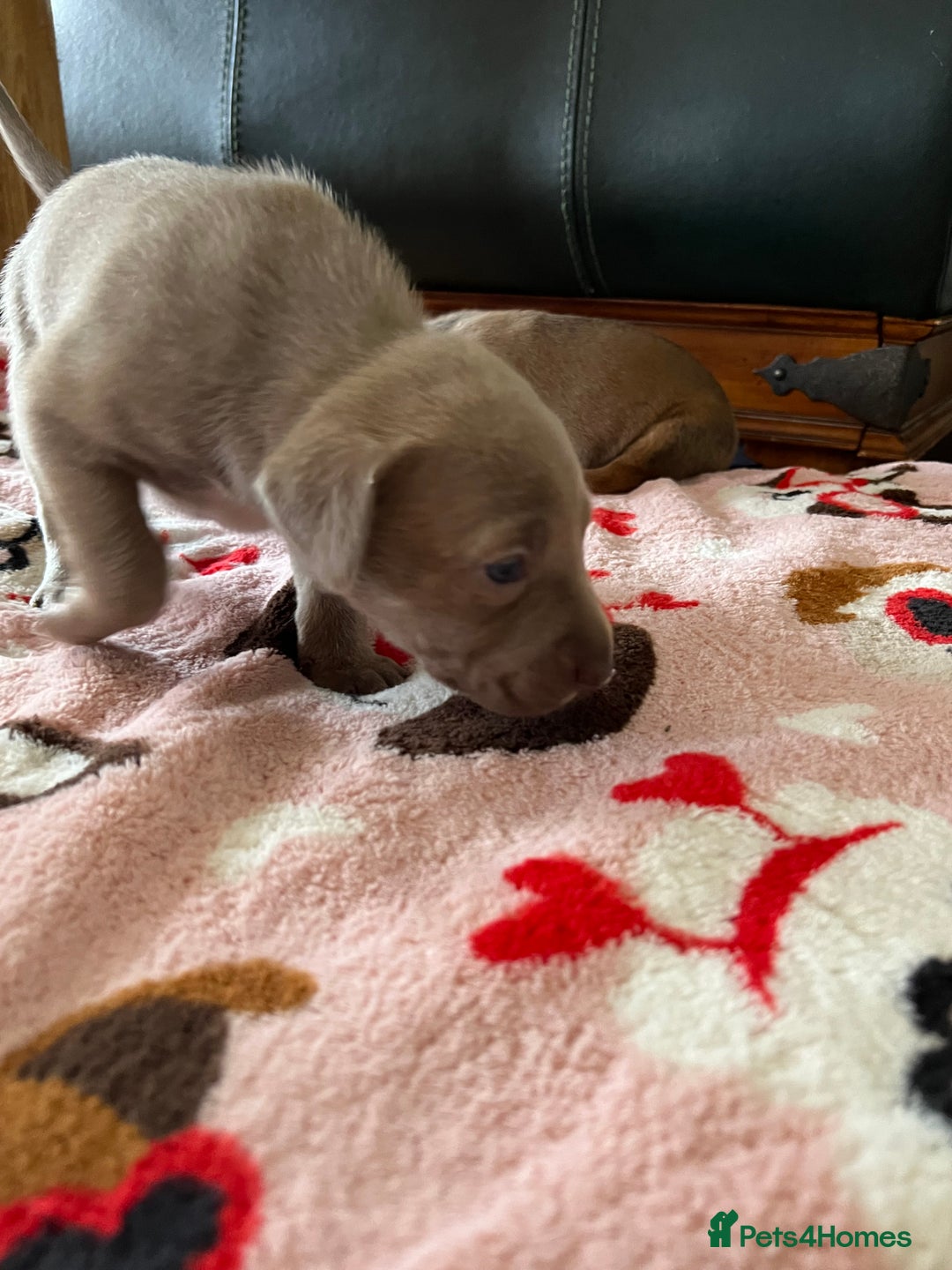 Mixed Breed dogs for sale: Staffy x Australian Kelpie  - Image 17