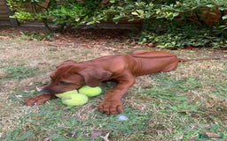 Rhodesian Ridgeback dogs for sale: Partially trained Rhodesian Ridgeback - Image 3