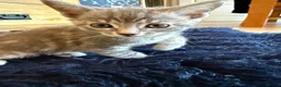 Mixed Breed cats for sale: Beautiful kittens for sale - Advert 6