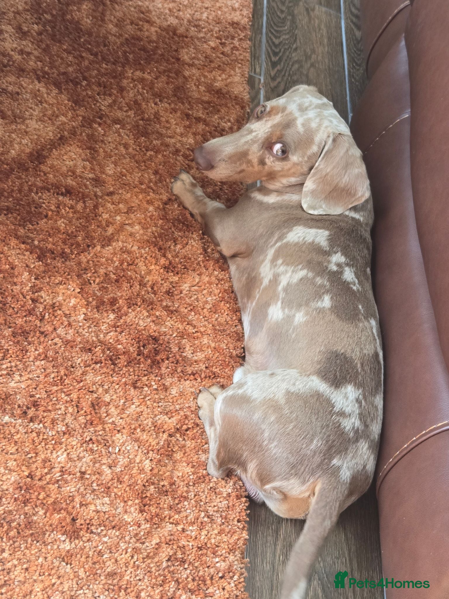 Miniature Dachshund dogs Mini Dachshound - Advert 1