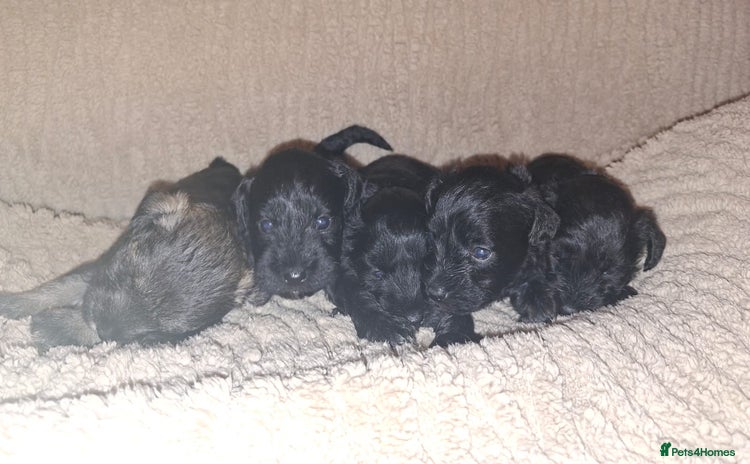 Miniature Schnauzer dogs - Advert 6