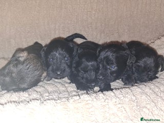 Miniature Schnauzer dogs - Advert 1