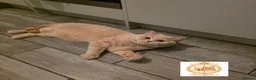 British Shorthair cats for sale: 👑🤎 EXQUISITE BRITISH SHORTHAIR TORTIE PRINCESS  - Advert 5