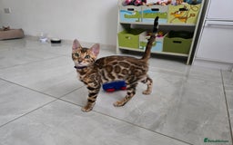 Bengal cats for sale: Stunning bengal kittens READY NOW - Image 6