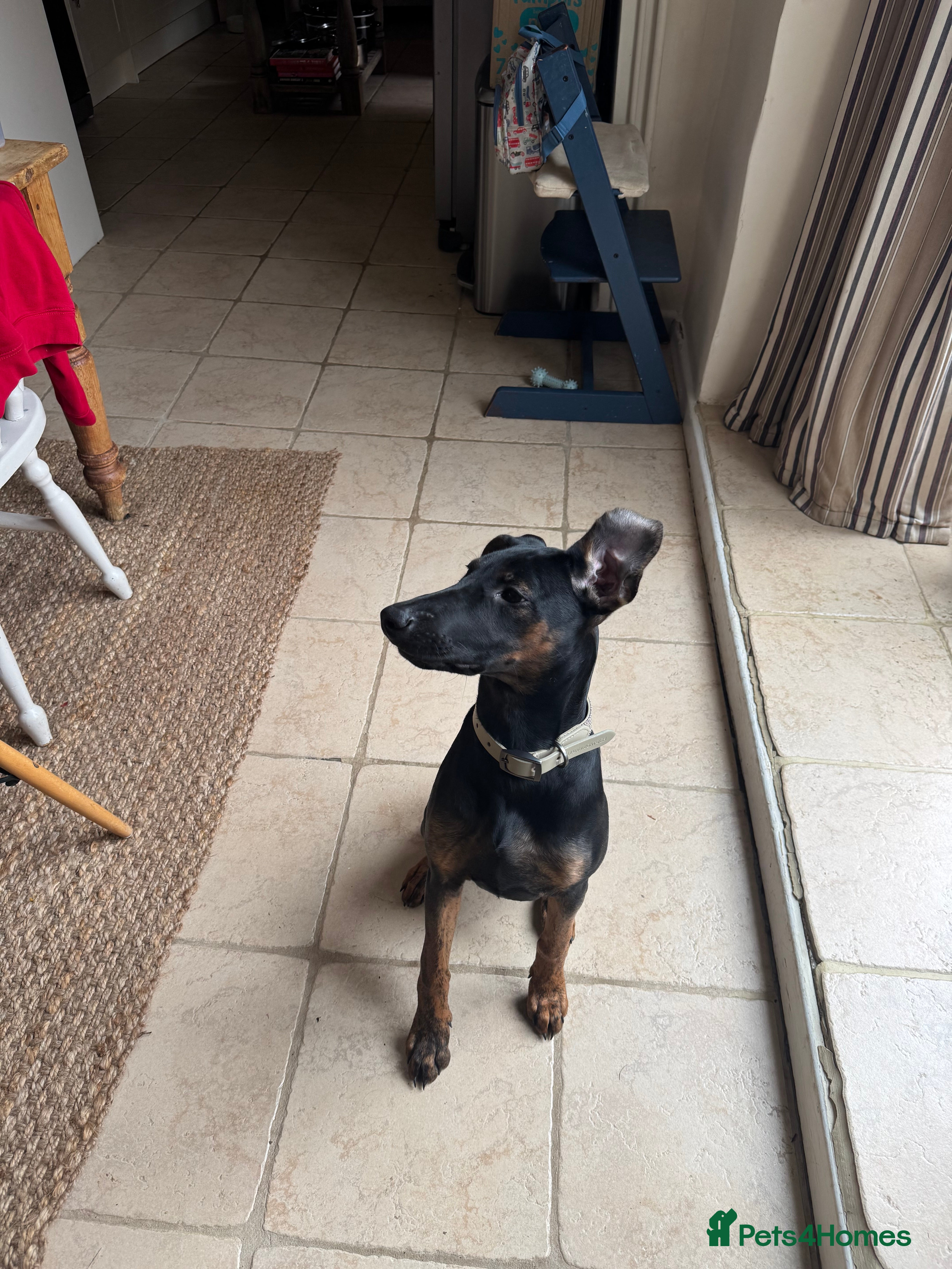 Mixed Breed dogs 5 month Doberman × Dutch Shepherd female available - Advert 6