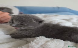 Brazilian Shorthair cats for sale: British shorthair/ domestic - Image 7