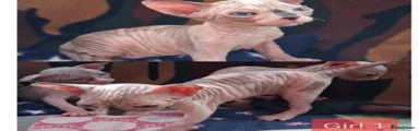 Sphynx 6