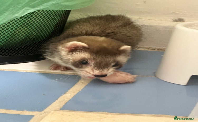Ferret rodents for sale - Advert 1
