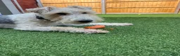 Fox Terrier dogs for stud: Wire fox terrier stud  in Welwyn Garden City - Advert 2
