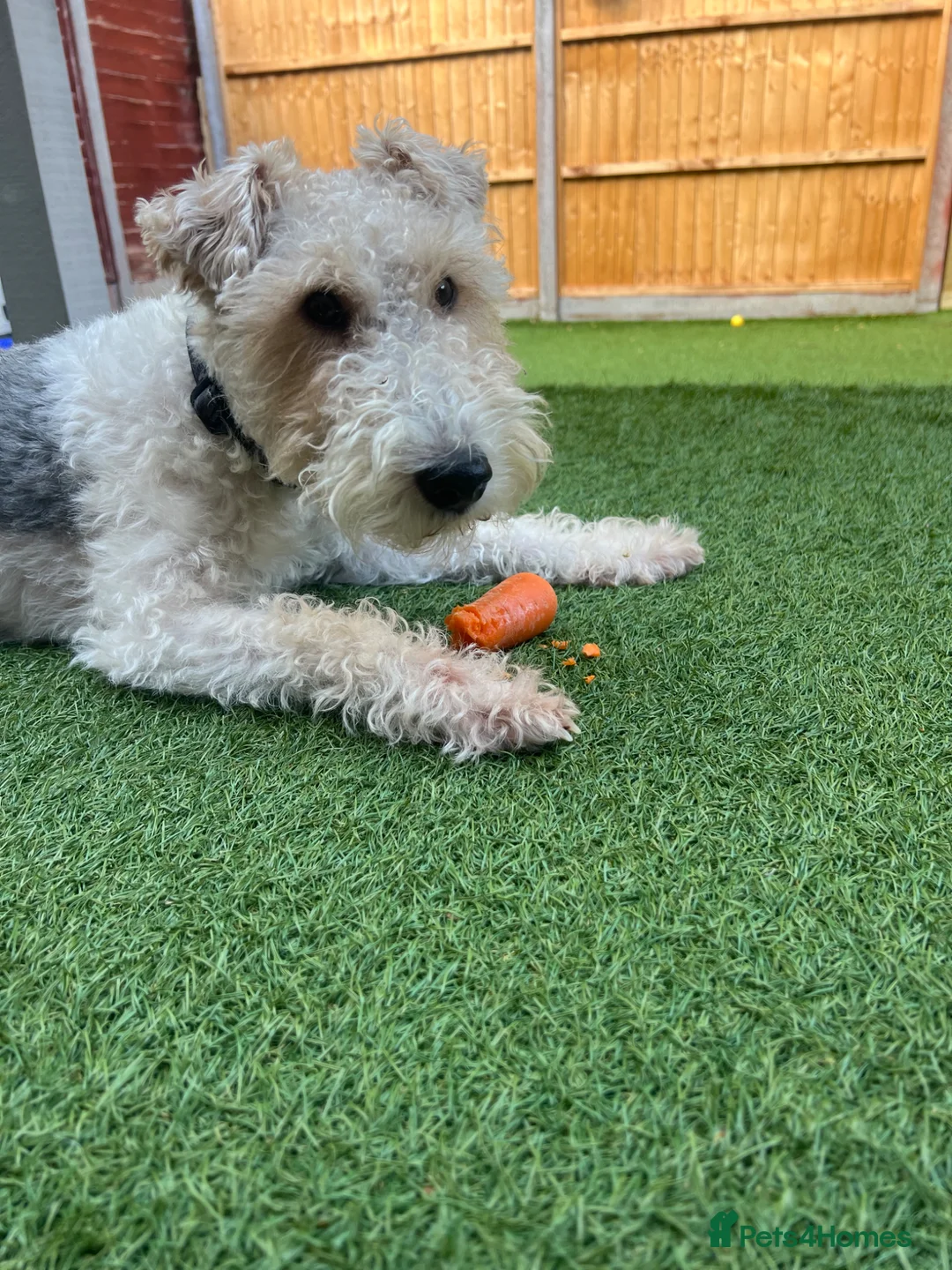 Fox Terrier dogs for stud: Wire fox terrier stud  in Welwyn Garden City - Advert 2