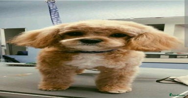 Maltese dogs - Advert 8