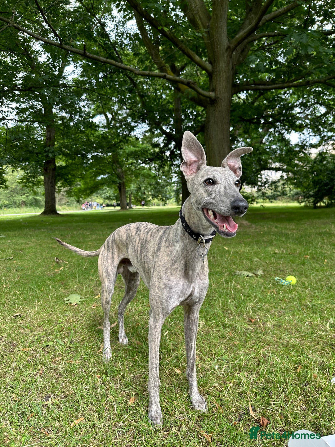 Whippet dogs for stud: Blue Brindle Whippet Leo - Image 10