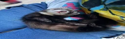 Ferret rodents for sale: Male ferrets  in Rotherham - Advert 7