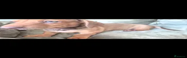 Miniature Dachshund 7