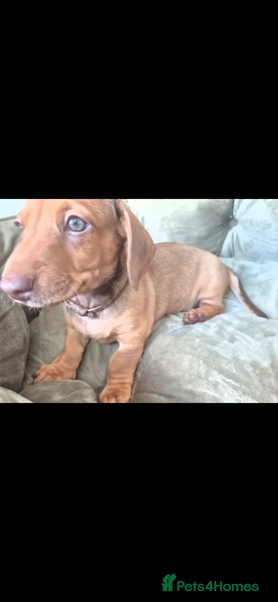 Miniature Dachshund dogs for sale: Beautiful miniture Dachshunds in Hull - Advert 2