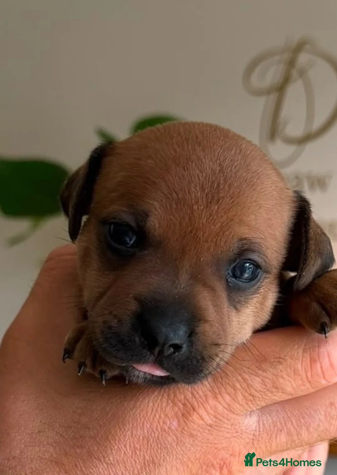 Staffordshire Bull Terrier dogs for sale: Red and brindle Stafford puppies available ❤️🐾 - Advert 1