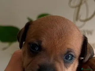 Staffordshire Bull Terrier dogs Red and brindle Stafford puppies available ❤️🐾 - Advert 1