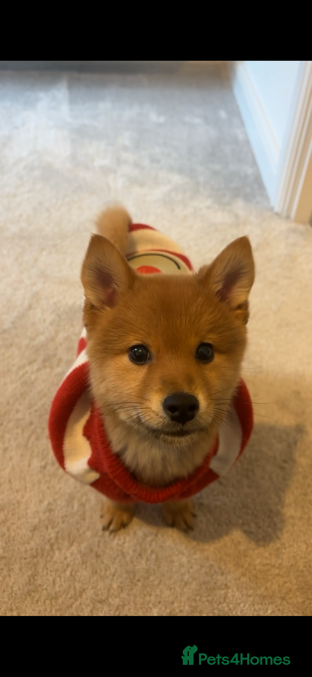 Mixed Breed dogs for sale: Beautiful 7 month old Pomshi hybrid  - Image 24