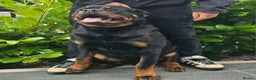 Rottweiler dogs for sale: Beautiful big 8 month old rotweiler  - Advert 6