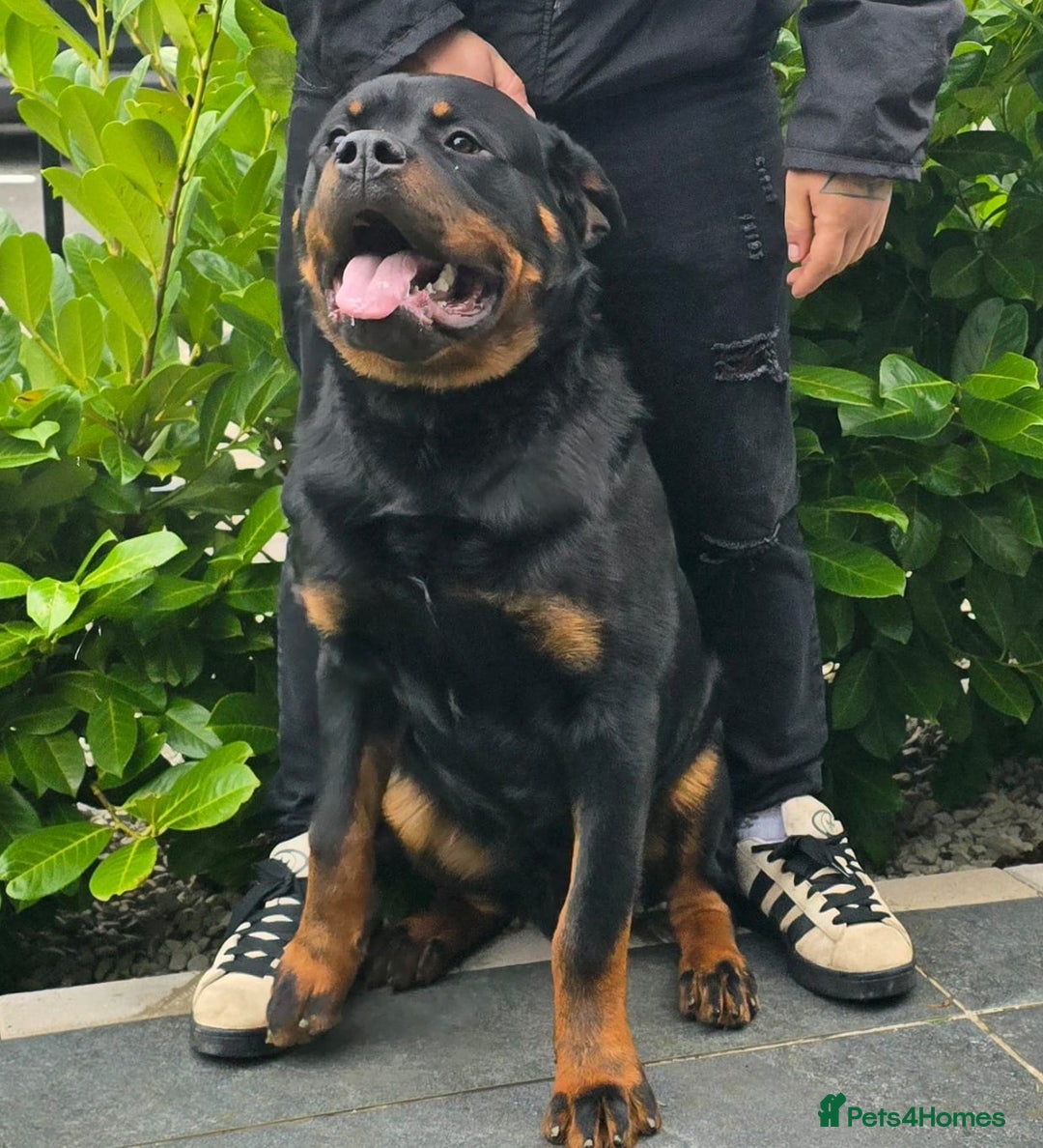 Rottweiler dogs for sale: Beautiful big 8 month old rotweiler  - Advert 6