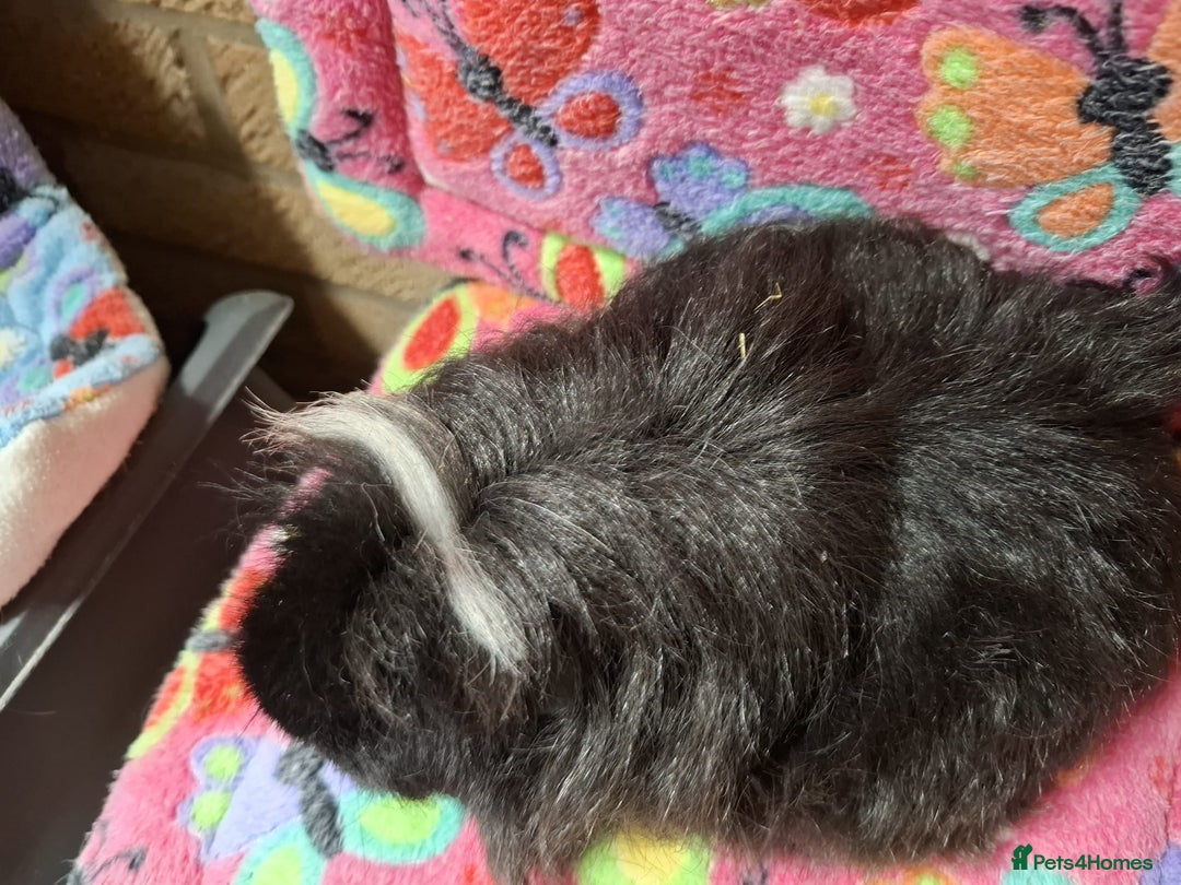 Guinea Pig rodents for sale: Baby Longhaired/ Longhaired Retired Young Adults. - Advert 15