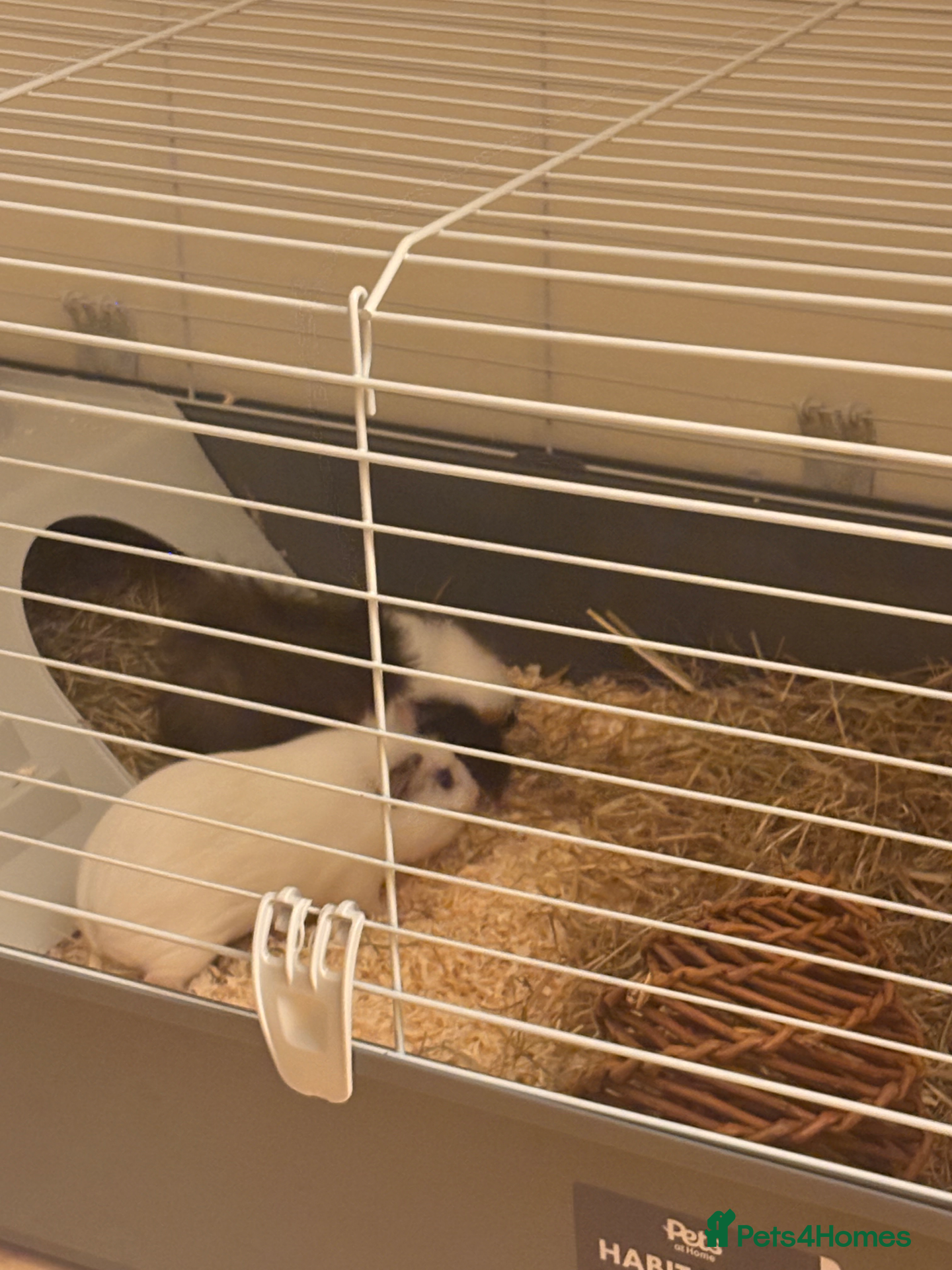 Guinea Pig rodents Two female guinea pigs  - Advert 3