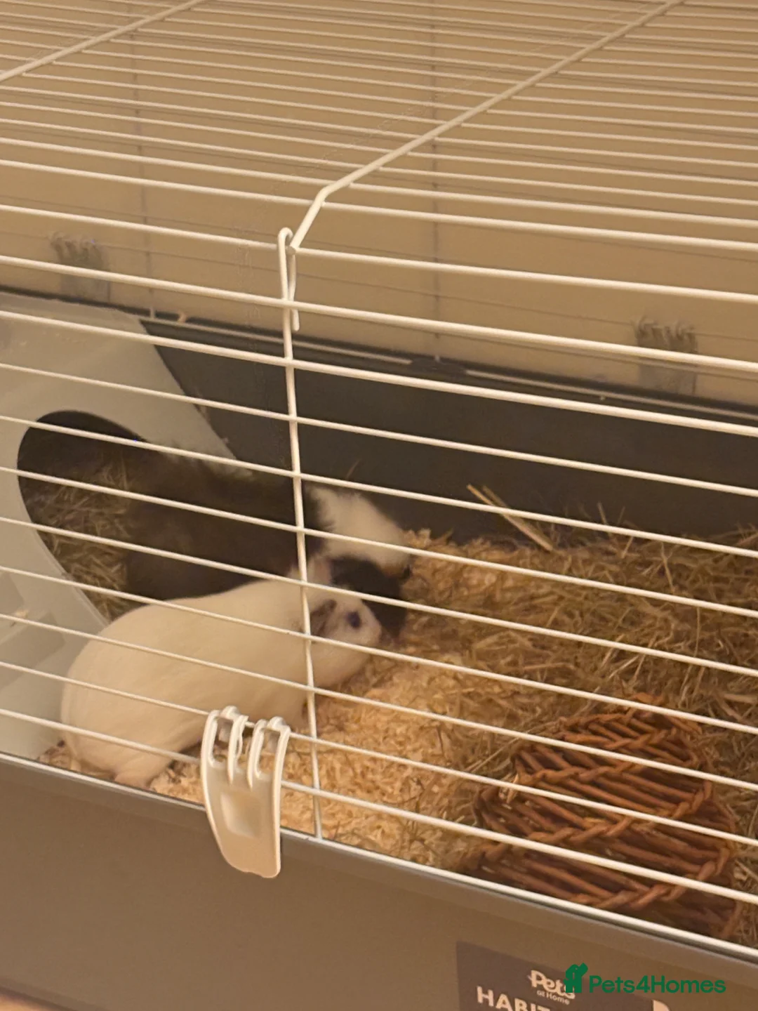 Guinea Pig rodents for sale: Two female guinea pigs  in Barnet - Advert 1