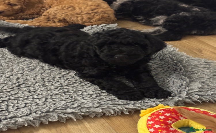 Labradoodle dogs - Advert 4