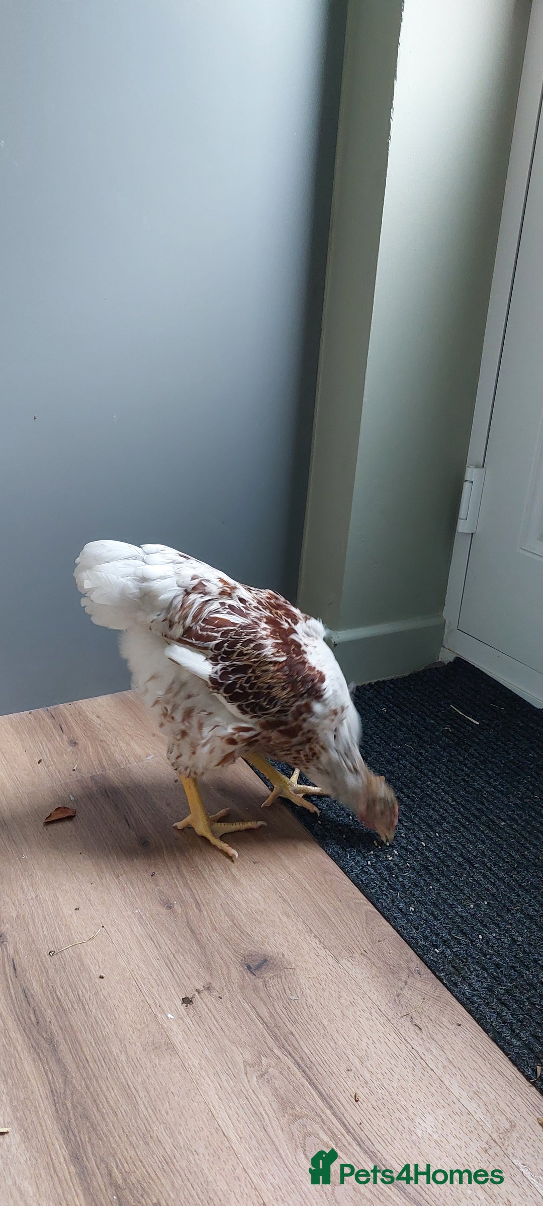 Chickens poultry for sale: Buff laced wyandotte cockeral  - Advert 2