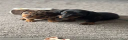 Miniature Dachshund dogs for sale: Miniature Daschuand  - Advert 3