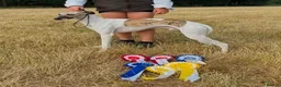 Whippet dogs for stud: Amazing parti colour whippet stud. in Norwich - Advert 3