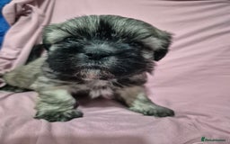 Mixed Breed dogs for sale: Chubby beautiful puppies - Image 4