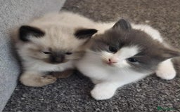 Ragdoll cats for sale: 4 ragdoll x ragamuffin fluffy kittens  - Image 15