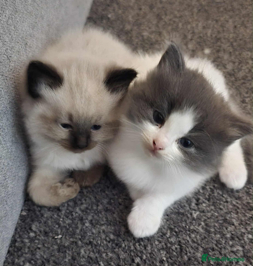 Ragdoll cats for sale: 4 ragdoll x ragamuffin fluffy kittens  - Image 15